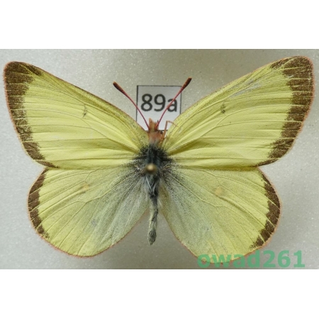 Colias pelidne Boisduval & Leconte, 1830 male Canada89a